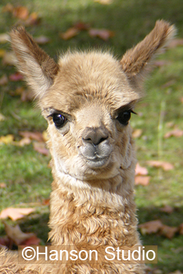 Alpaca